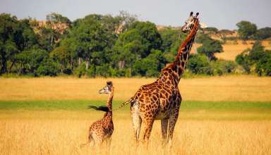 African safari