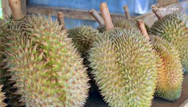 sharp spikes form the durian's outer covering