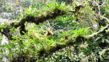 epiphytes at Monteverde Cloud Forest, Costa Rica
