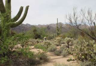 Tucson Cacti