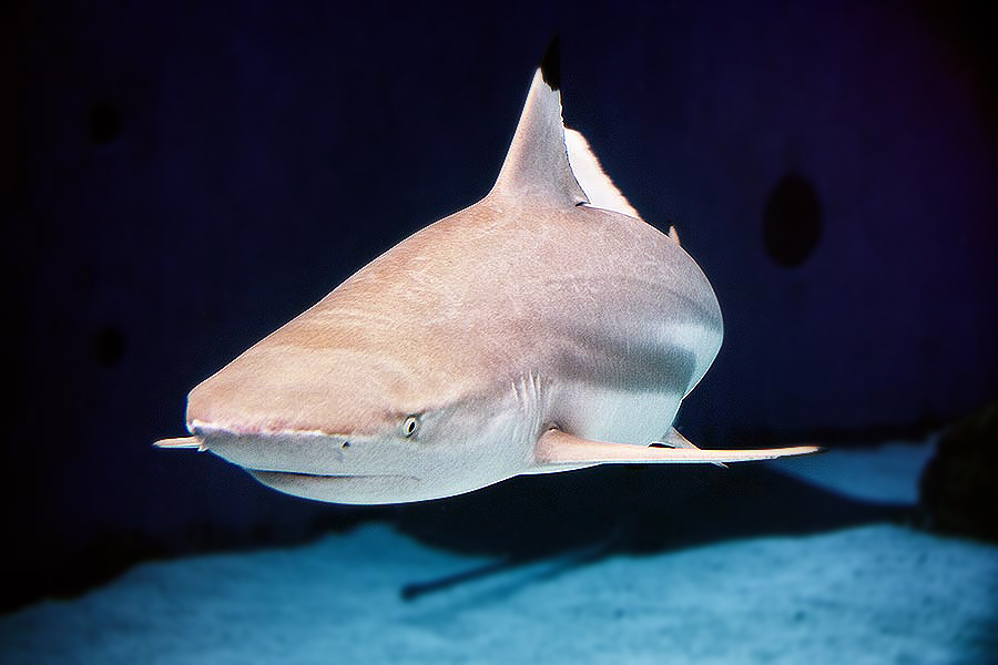shark