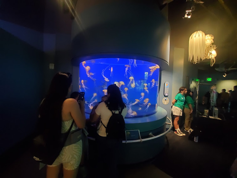 Jellfish